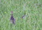Upland Sandpiper (6)