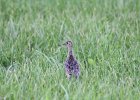 Upland Sandpiper (7)