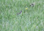 Upland Sandpiper (8)