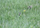 Upland Sandpiper (9)