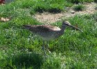 101Whimbrel
