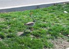 Whimbrel (20)