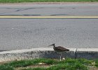 Whimbrel (8)