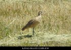 031 - 307 Long-billed Curlew