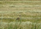 Long billed curlew (1)