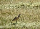 Long billed curlew (12)
