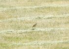 long billed curlew (10)
