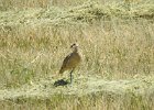 long billed curlew (11)