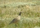 long billed curlew (2)
