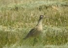 long billed curlew (3)