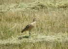 long billed curlew (8)