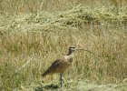 long billed curlew (9)