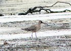 101Hudsonian Godwit