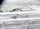 Hudsonian Godwit (1)