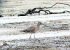 Hudsonian Godwit (10)