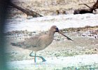 Hudsonian Godwit (13)