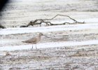Hudsonian Godwit (26)
