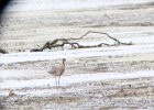 Hudsonian Godwit (29)