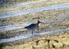 Hudsonian Godwit (3)