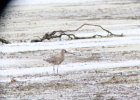 Hudsonian Godwit (30)