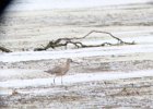 Hudsonian Godwit (31)