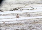 Hudsonian Godwit (33)