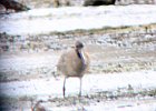 Hudsonian Godwit (4)