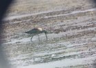 Hudsonian Godwit (48)