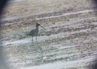 Hudsonian Godwit (49)