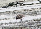 Hudsonian Godwit (7)