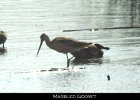 031 - 311 Marbled Godwit