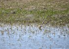 Marbled Godwit (16)