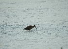 Marbled Godwit (28)
