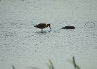 Marbled Godwit (29)