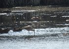 Marbled Godwit (30)