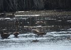 Marbled Godwit (31)