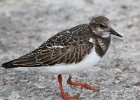 101Ruddy Turnstone