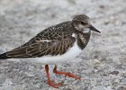 Ruddy Turnstone (1)