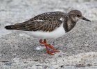 Ruddy Turnstone (2)