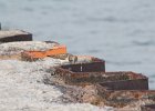 Ruddy Turnstone (29)