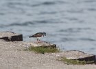 Ruddy Turnstone (31)