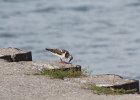 Ruddy Turnstone (32)