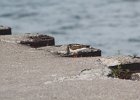 Ruddy Turnstone (33)