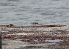 Ruddy Turnstone (34)