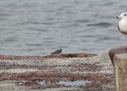 Ruddy Turnstone (35)