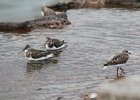 Ruddy Turnstone (36)
