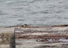 Ruddy Turnstone (38)