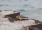 Ruddy Turnstone (39)