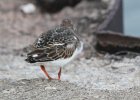 Ruddy Turnstone (4)
