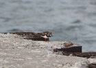 Ruddy Turnstone (40)